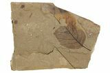 Partial Leaf (Betula?) Fossil - McAbee, BC #262217-1